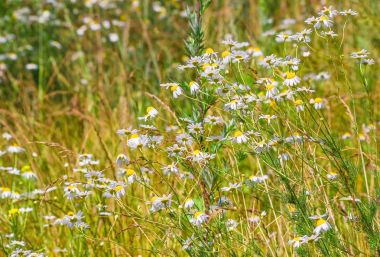 Yabani papatya veya kokulu mayweed (Matricaria chamomilla) çayırda