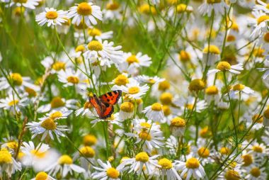 Yabani papatya veya kokulu mayweed (Matricaria chamomilla) ve küçük kaplumbağa kabuğu (Nymphalis urticae) çayırda