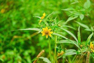 Çiçek üç LOB beggarticks (Bidens tripartita). Yeşil zemin üzerine sarı çiçek