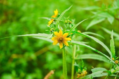 Çiçek üç LOB beggarticks (Bidens tripartita). Yeşil zemin üzerine sarı çiçek