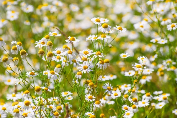 Wilde Kamille Oder Duftende Mayweed Matricaria Chamomilla Auf Der Wiese — Stockfoto