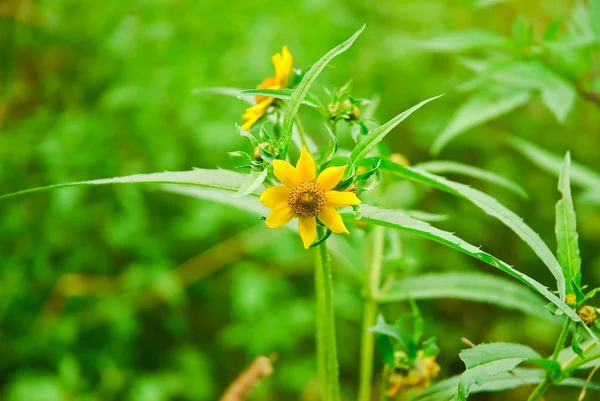 Çiçek üç LOB beggarticks (Bidens tripartita). Yeşil zemin üzerine sarı çiçek