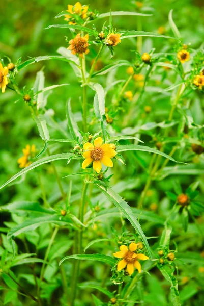 Çiçek üç LOB beggarticks (Bidens tripartita). Yeşil zemin üzerine sarı çiçek