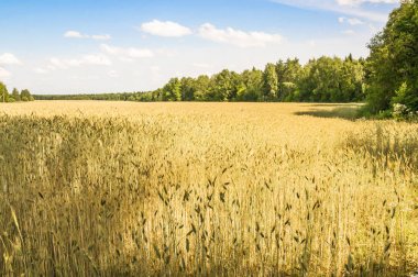 Çavdar ürün alan üzerinde
