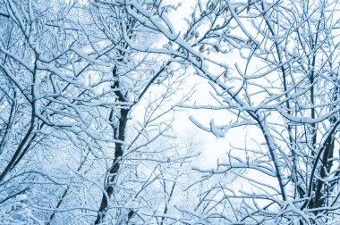 Moskova'da kış. Şehrin ağaçlarda kar kaplı. Yoğun kar yağışı sonra penceresinden görünümü.