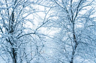 Moskova'da kış. Şehrin ağaçlarda kar kaplı. Yoğun kar yağışı sonra penceresinden görünümü.