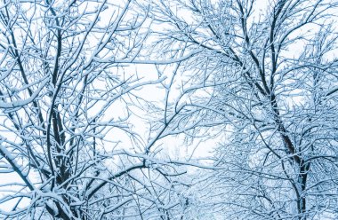 Moskova'da kış. Şehrin ağaçlarda kar kaplı. Yoğun kar yağışı sonra penceresinden görünümü.