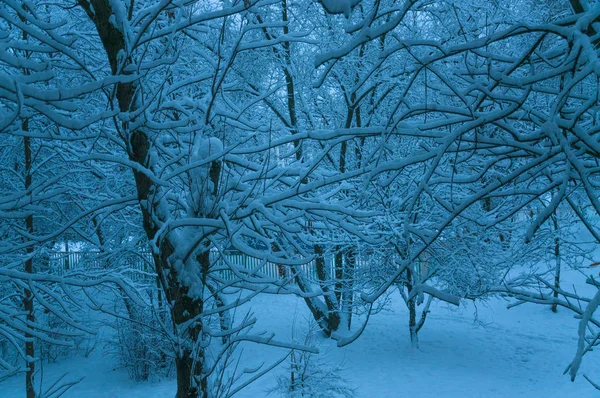 Winter in Moscow. Snow covered trees in the city. The view from the window after a heavy snowfall. Early morning twilight