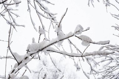 Moskova'da kış. Şehrin ağaçlarda kar kaplı. Yoğun kar yağışı sırasında penceresinden görünümü