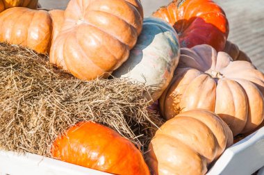 Kabak hasat. Farklı çeşitleri hasat. Kesimler, ürün çeşitliliği.