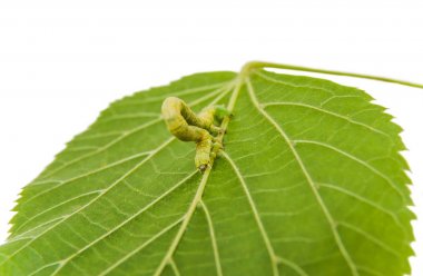 Larva veya caterpillar Geometer kış güve (Operophtera brumata) 