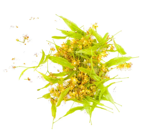 Ένα μπουκέτο φρεσκοκομμένα λουλούδια του ασβέστη (Linden) — Φωτογραφία Αρχείου