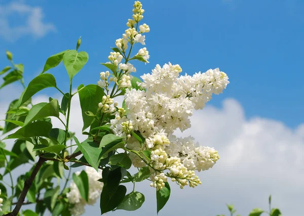 Çiçek Açan Türdeki Beyaz Leylak Şırınga Flora Gibi — Stok fotoğraf