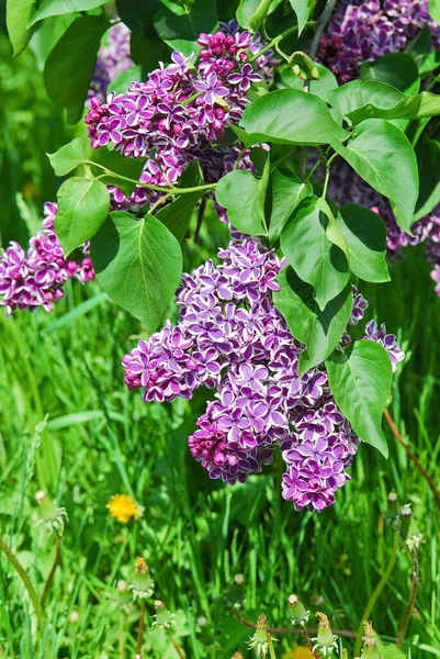 Цветущий Сортовой Отбор Двухцветный Сирень Syringa Сорт Счастья — стоковое фото