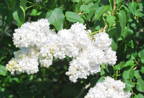 Çiçek Açan Türdeki Beyaz Leylak Şırınga Flora Gibi — Stok fotoğraf