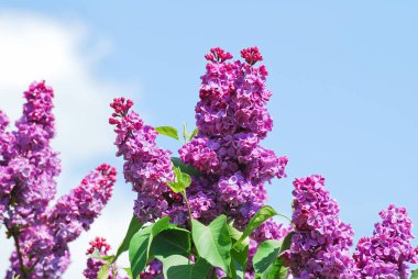 Bulutlu mavi gökyüzüne karşı çiçek açan mor eflatun (şırınga vulgaris) çeşitleri