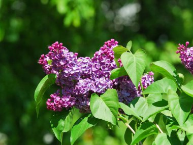 Çiçek açan varyete seçimi çift mor leylak (Şırınga vulgarisi))