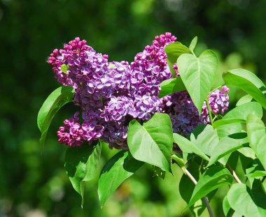 Çiçek açan varyete seçimi çift mor leylak (Şırınga vulgarisi))
