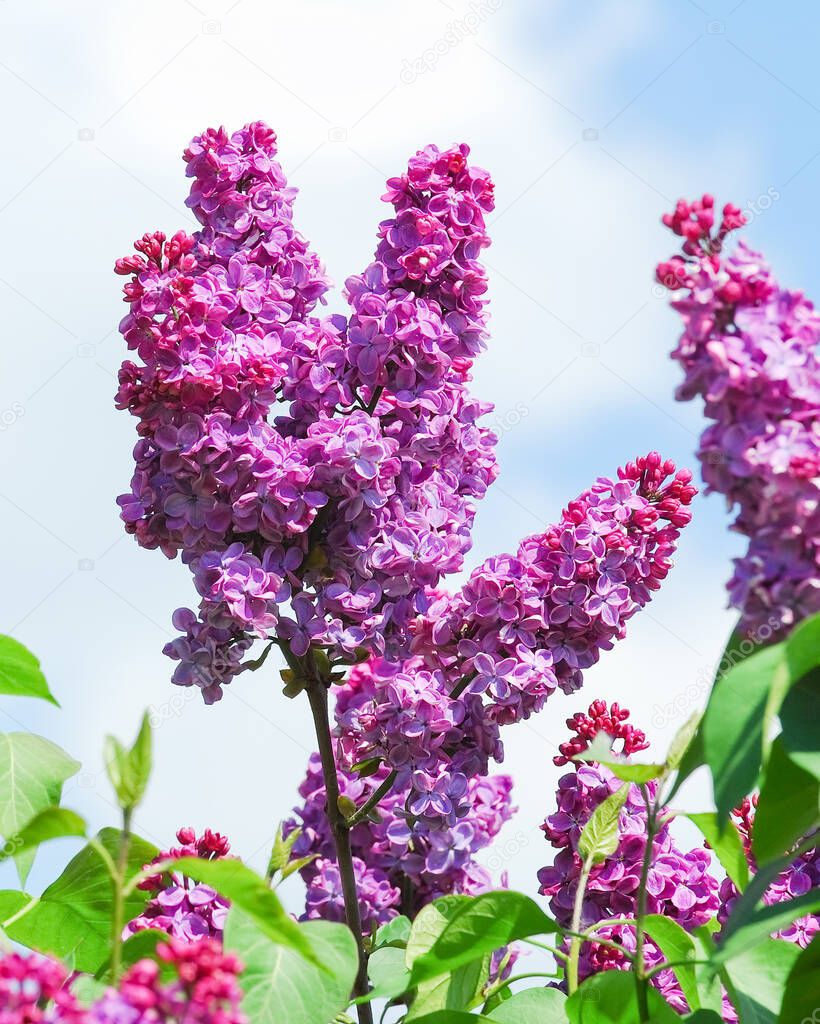 Blooming varietal selection double purple lilac (Syringa vulgaris) against the blue sky with clouds