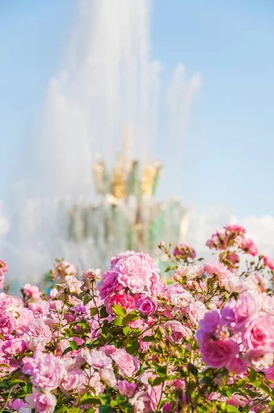 Hermosas Rosas Parque — Foto de Stock
