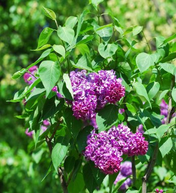 Çiçek açan çeşitleri mor leylak (şırınga). 