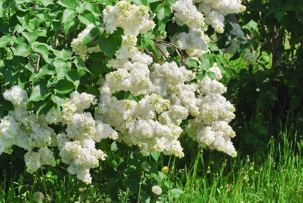 Квітучий Сортовий Добір Подвійний Білий Бузковий Сиринга — стокове фото