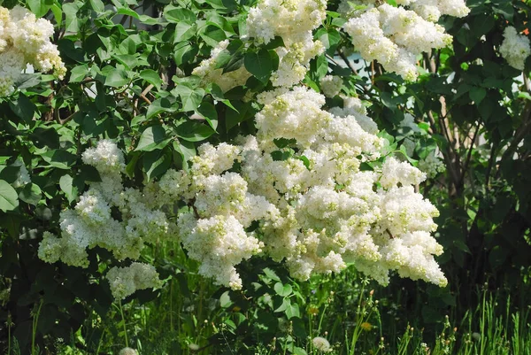 Çiçek Açan Varyete Seçimi Çift Beyaz Leylak Şırınga — Stok fotoğraf