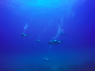 Dalgıçların canlı mercan resif balık ve deniz anemon dolu üzerinde Yüzme.