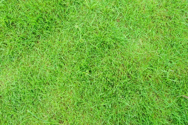 Vue du dessus de la texture de fond d'herbe verte . — Photo