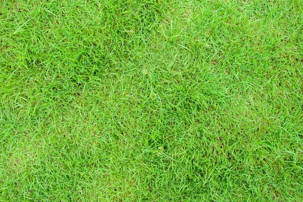 Ansicht von oben von grünem Gras Hintergrund Textur. — Stockfoto