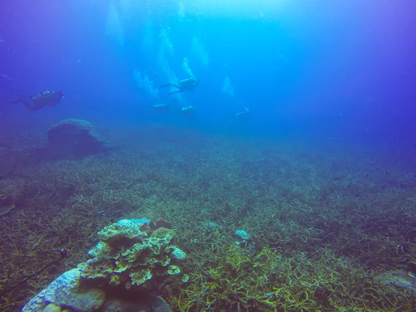 Plongeurs nageant au-dessus du récif corallien vivant plein de poissons et d'anémones de mer . — Photo