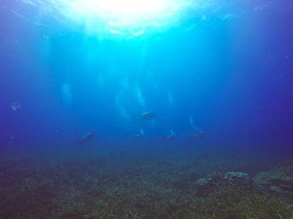 Mergulhadores nadando sobre o recife de coral vivo cheio de peixes e anêmonas marinhas . — Fotografia de Stock