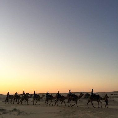 Retro vintage etkisi filtre uygulanmış hipster stili görüntüsü Rajasthan seyahat arka plan - Thar çöl dunes Sunset'teki deve siluetleri ile Hint cameleers (deve sürücüler). Rajasthan, Hindistan