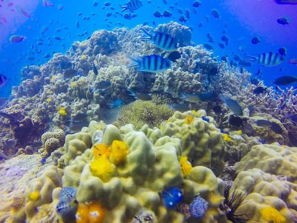 Formação de recifes de corais jovens no fundo do mar arenoso. Vista profunda do mar azul com água limpa e luz solar. Vida marinha com animais e plantas. Foto subaquática do recife de coral na lagoa tropical azul — Fotografia de Stock