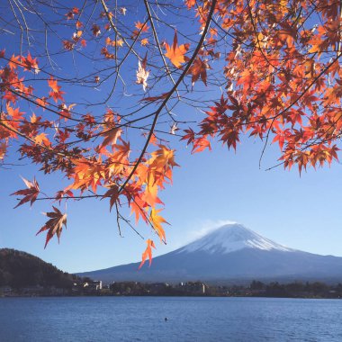 Fuji Dağı ve sakura bahar Kawaguchiko, Japonya. Kiraz çiçeği Sakura. Güzel sakura Japonya'da.  