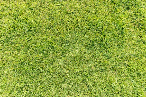 Erba naturale texture sfondo modellato in campo da golf tappeto erboso dalla vista dall'alto: Sfondo astratto di autentico prato erboso ambiente modello strutturato sfondo in giallo brillante tono di colore verde — Foto Stock