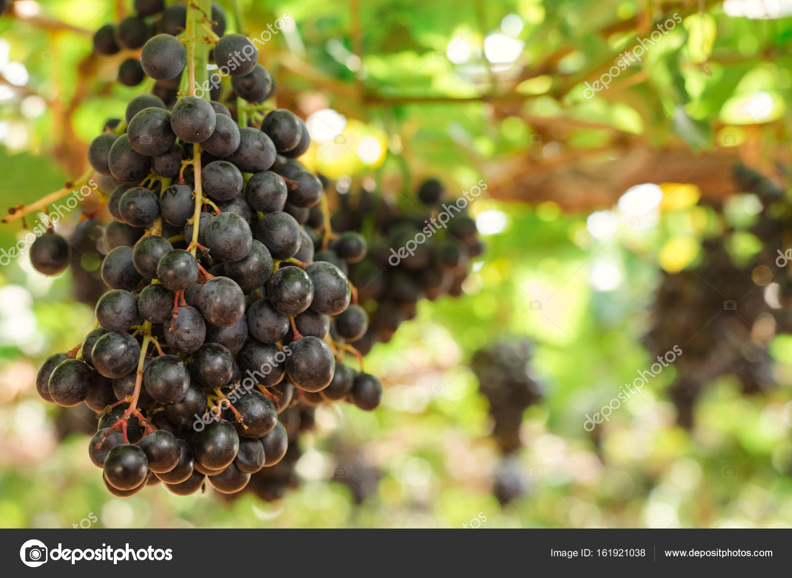 Branches of red wine grapes growing in Italian fields. Close up view of