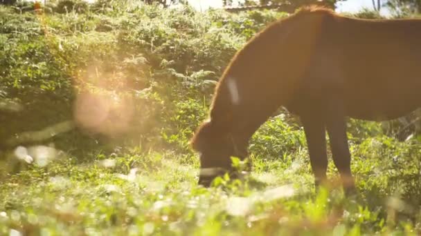 Poruszanie się piękny potężny ciemny brązowy ogiera konia stojącego na polu łąka i wypasu na wspaniały złoty zachód słońca. — Wideo stockowe