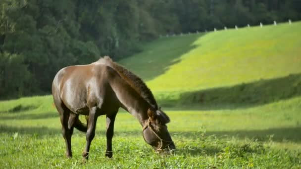 Moving around beautiful powerful dark brown stallion horse standing on meadow field and pasturing at stunning golden sunset. — Stock Video