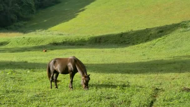 Se déplaçant autour du beau cheval d'étalon brun foncé puissant debout sur le champ de prairie et pâturant au coucher du soleil doré magnifique .