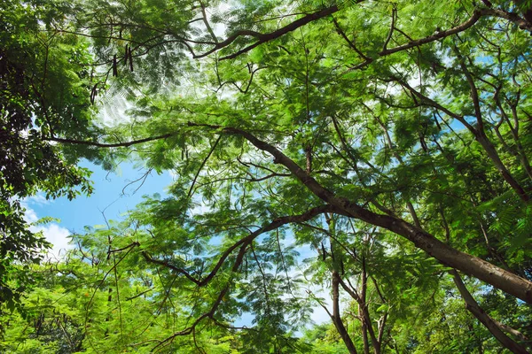 Vacker park scen i offentlig park med grönt gräs fält, gröna träd växt och en part molniga himmel — Stockfoto