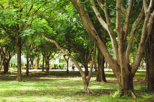 Vacker park scen i offentlig park med grönt gräs fält, gröna träd växt och en part molniga himmel — Stockfoto