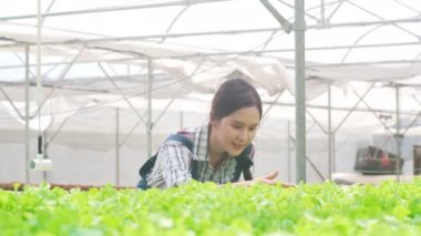 Neşeli, genç ve çekici Asyalı çiftçi kadın sabahları sera bahçesinde hidroponik sebze çiftliğinden yeşil meşe topluyor. Sağlık için organik tarım, vejetaryen gıda, küçük işletme konsepti.