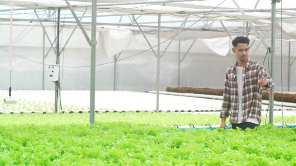 Alegre Jovem Atraente Agricultor Asiático Colhendo Carvalho Verde Fazenda Vegetal — Vídeo de Stock
