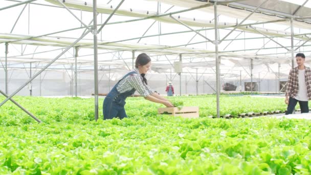 Cheerful Young Asia Couple Farmer Harvesting Green Oak Hydroponics Vegetable — Vídeo de stock