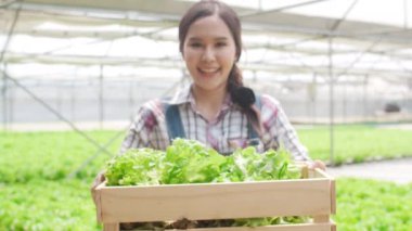 Asyalı genç çiftçinin portresi elinde yeşil meşe sepetiyle kameraya bakıyor ve sabahları hidroponik sebze çiftliğinde gülümsüyor. Sağlık için organik tarım, vejetaryen gıda, küçük işletme konsepti.