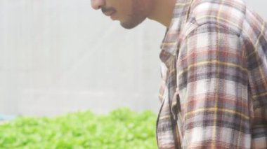 Neşeli, genç ve çekici Asyalı çiftçi sabah sera bahçesinde hidroponik sebze çiftliğinden yeşil meşe topluyor. Sağlık için organik tarım, vejetaryen gıda, küçük işletme konsepti.