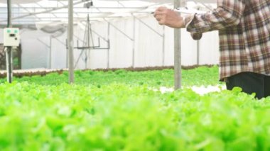 Neşeli genç ve çekici Asyalı çiftçi sabah sera bahçesindeki hidroponik sebze çiftliğindeki yeşil meşe ağacının araştırma kalitesini kontrol ediyor. Sağlık için organik tarım, vegan gıda kavramı.