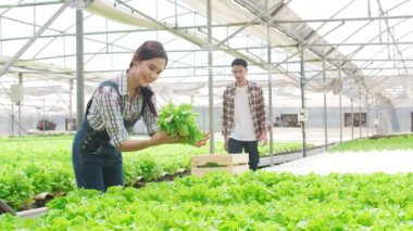 Neşeli genç Asya çifti çiftçi sabah sera bahçesinde hidroponik sebze çiftliğinden yeşil meşe topluyor. Sağlık için organik tarım, vejetaryen gıda, küçük işletme konsepti.