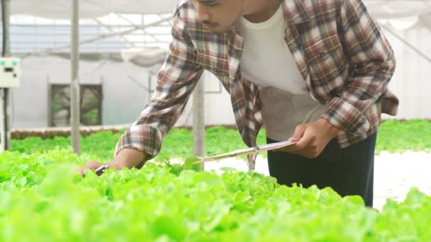 陽気若い魅力的なアジアの男の農家は 午前中に温室庭の水耕栽培の植物農場からの緑のオークの研究の品質をチェックします 健康のための農業有機 ビーガンフードコンセプト — ストック動画